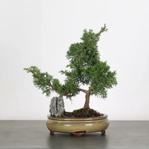 juniper bonsai “juniperus” – 6 years old (27 cm)