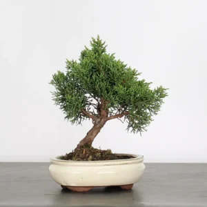 juniper bonsai “juniperus” – 6 years old (25 cm)