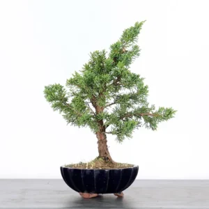 juniper bonsai “juniperus” – 10 years old (38 cm)