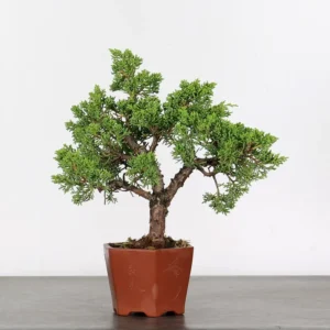 juniperus – juniper bonsai (from our own production)
