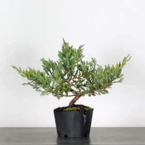 juniperus horizontalis “blue chip” bonsai – 12 years old (37 cm)