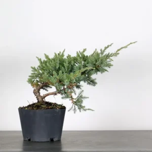 juniperus horizontalis “blue chip” bonsai – 12 years old (31 cm)