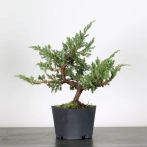 juniperus horizontalis “blue chip” bonsai – 12 years old (40 cm)