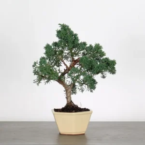 juniperus bonsai – 8 years old (33 cm)
