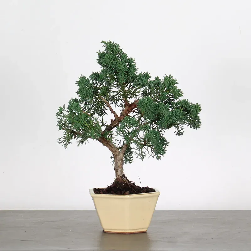 juniperus bonsai – 8 years old (33 cm) juniperus bonsai – 8 years old (33 cm)