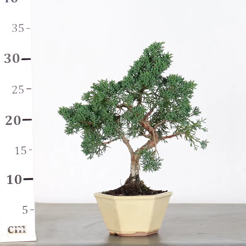 juniperus bonsai – 8 years old (33 cm) juniperus bonsai – 8 years old (33 cm)