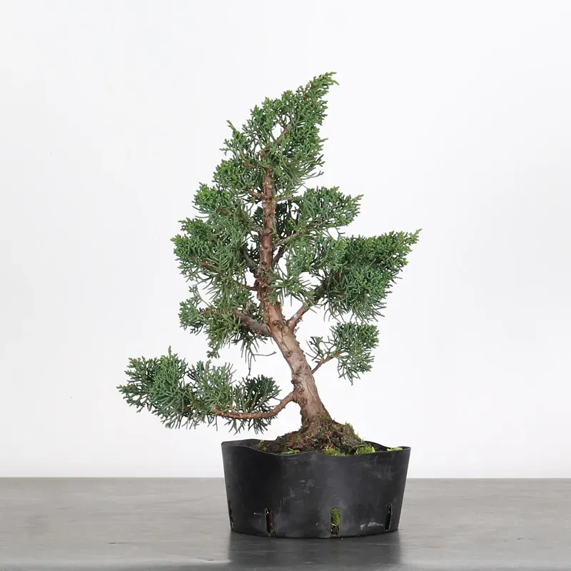 juniperus bonsai – 10 years old (35 cm) in plastic training container juniperus bonsai – 10 years old (35 cm) in plastic training container