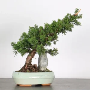 juniperus chinensis ‘kishu’ bonsai – 10 years old (35 cm)