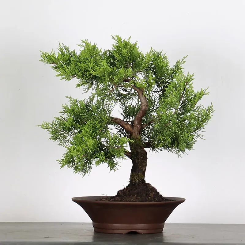 juniperus bonsai – 15 years old (44 cm) juniperus bonsai – 15 years old (44 cm)