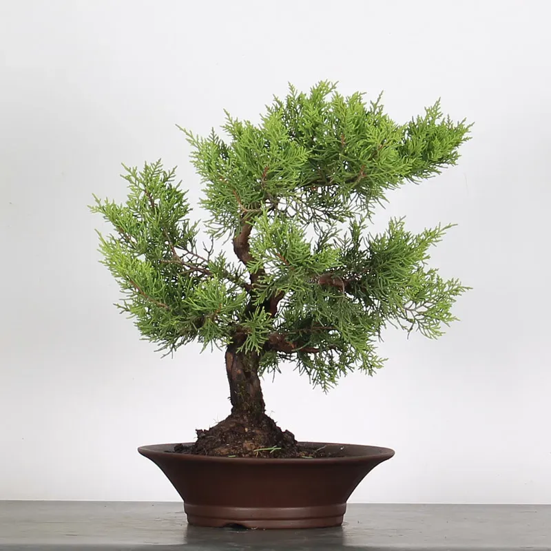 juniperus bonsai – 15 years old (44 cm) juniperus bonsai – 15 years old (44 cm)
