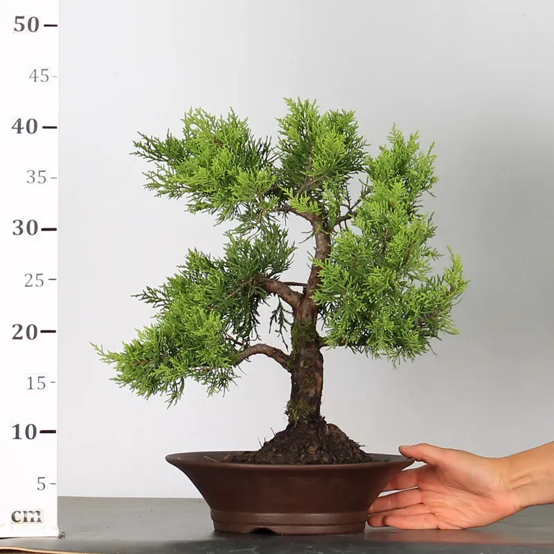 juniperus bonsai – 15 years old (44 cm) juniperus bonsai – 15 years old (44 cm)