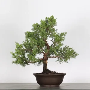 juniperus bonsai – 15 years old (50 cm)