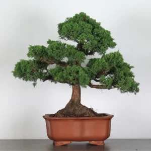 juniperus bonsai – 30 years old (55 cm)