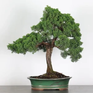 juniperus bonsai – 30 years old (55 cm)