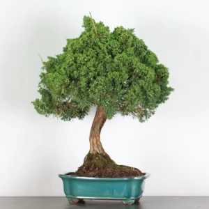 juniperus bonsai – 30 years old (63 cm)
