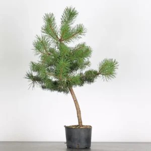 scots pine bonsai “pinus sylvestris” – 6 years old (58 cm)