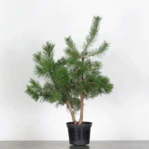 scots pine bonsai “pinus sylvestris” – 8 years old (70 cm)