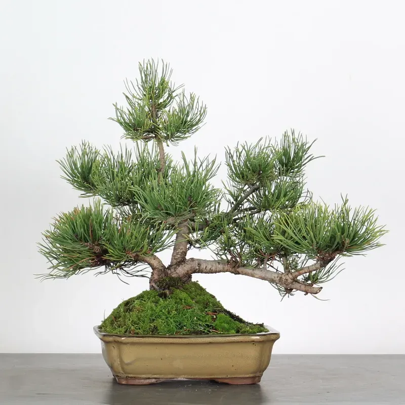 mugo pine bonsai – 15 years old (35 cm) mugo pine bonsai – 15 years old (35 cm)