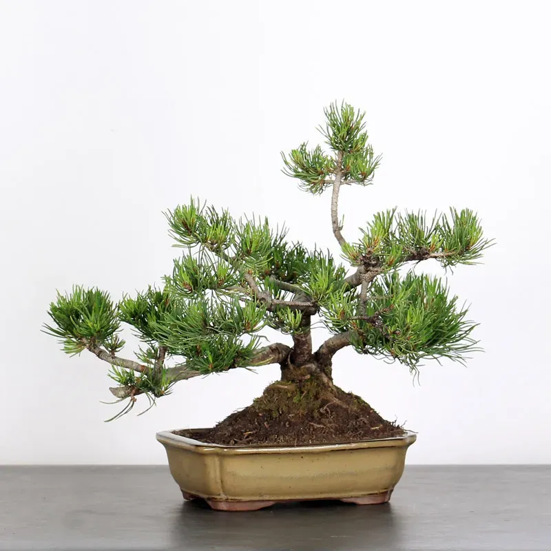 mugo pine bonsai – 15 years old (35 cm) mugo pine bonsai – 15 years old (35 cm)