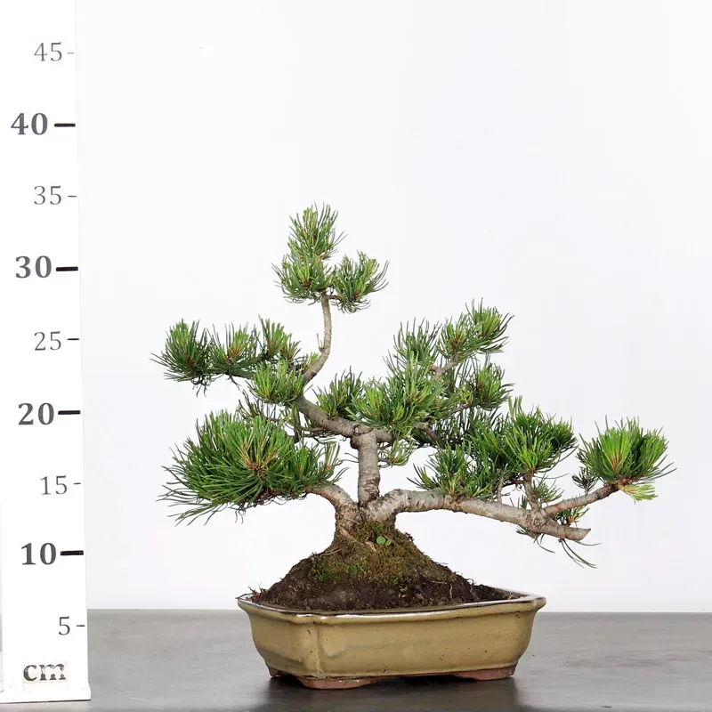 mugo pine bonsai – 15 years old (35 cm) mugo pine bonsai – 15 years old (35 cm)