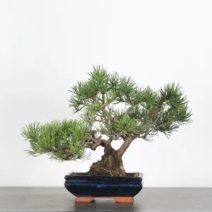 mugo pine bonsai – 12 years old (34 cm)