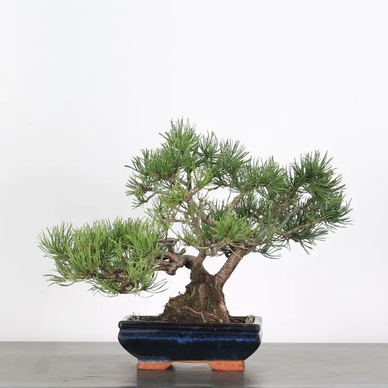 mugo pine bonsai – 12 years old (34 cm) mugo pine bonsai – 12 years old (34 cm)