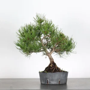 mugo pine bonsai – 15 years old (40 cm) in plastic container