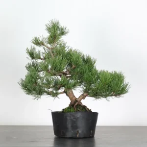 mugo pine bonsai – 15 years old (40 cm) pre bonsai