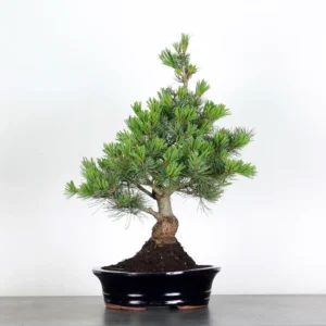 japanese white pine bonsai – 15 years old (55 cm)