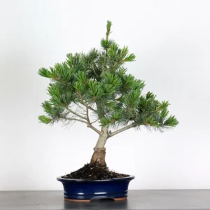 japanese white pine bonsai – 15 years old (57 cm)
