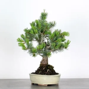 japanese white pine bonsai – 15 years old (50 cm)