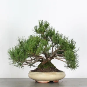 mugo pine bonsai “mountain pine” – 15 years old (38 cm)
