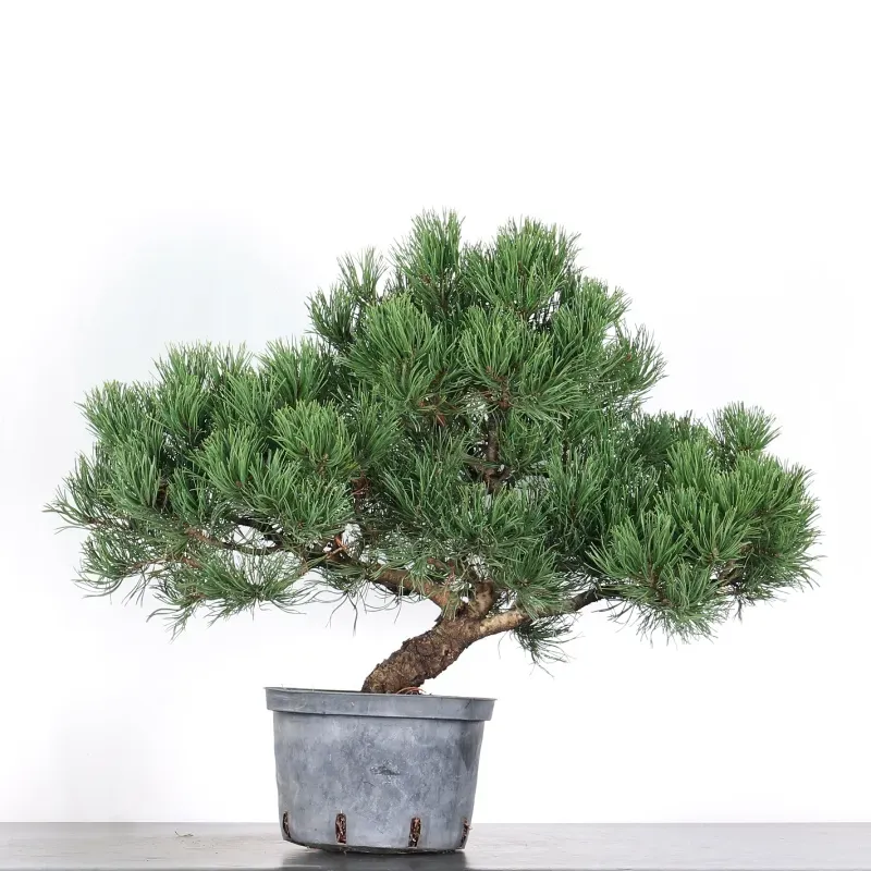 mugo pine prebonsai – 18 years old (55 cm) mugo pine prebonsai – 18 years old (55 cm)