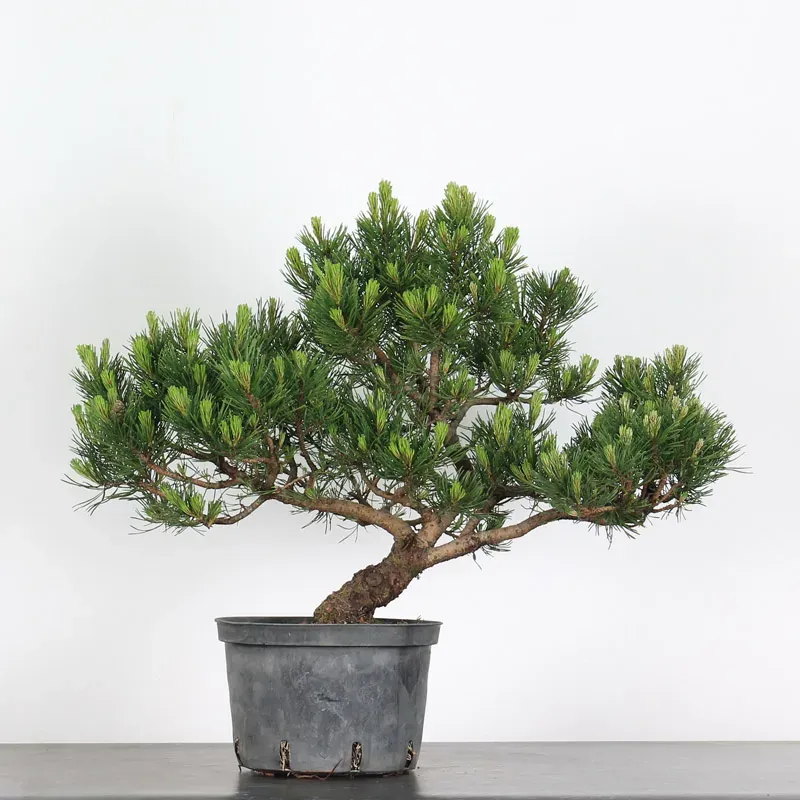 mugo pine prebonsai – 18 years old (55 cm) mugo pine prebonsai – 18 years old (55 cm)