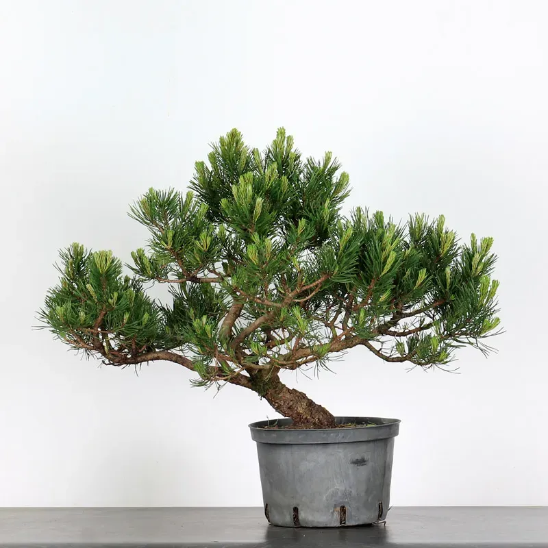 mugo pine prebonsai – 18 years old (55 cm) mugo pine prebonsai – 18 years old (55 cm)