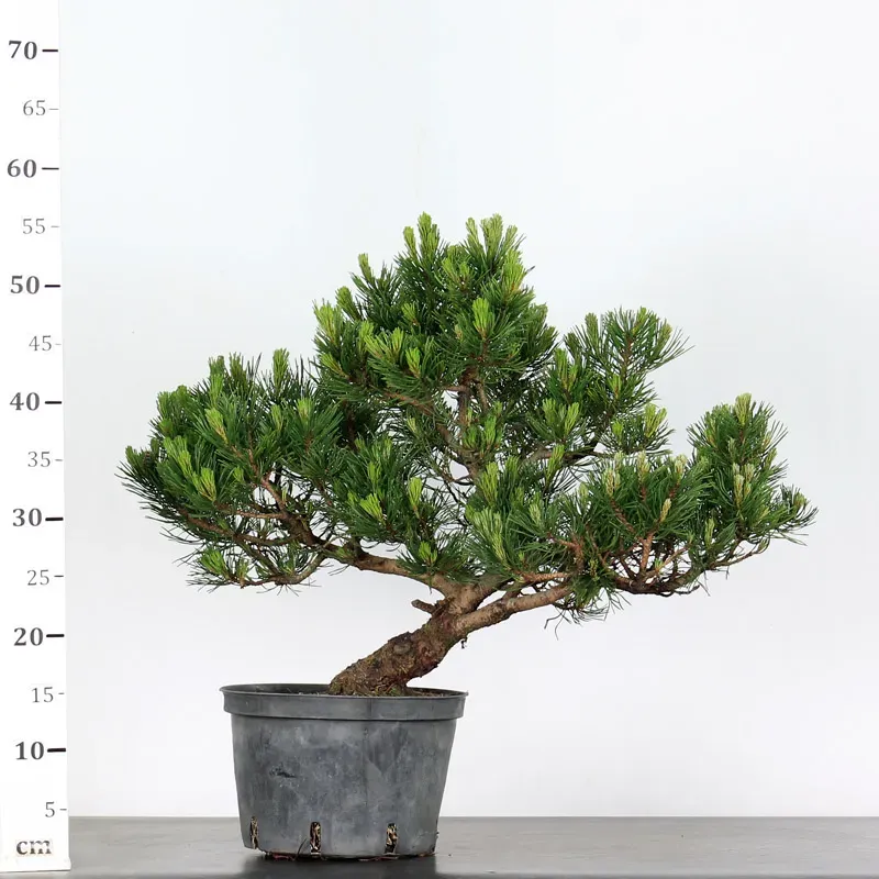 mugo pine prebonsai – 18 years old (55 cm) mugo pine prebonsai – 18 years old (55 cm)