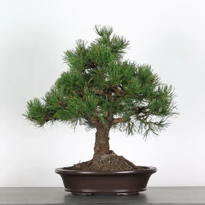 mugo pine bonsai – 30 years old (55 cm) mugo pine bonsai – 30 years old (55 cm)