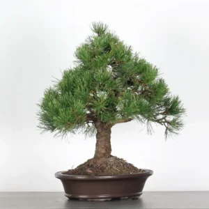 mugo pine bonsai – 30 years old (55 cm)