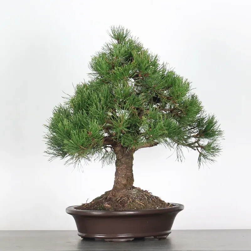 mugo pine bonsai – 30 years old (55 cm) mugo pine bonsai – 30 years old (55 cm)