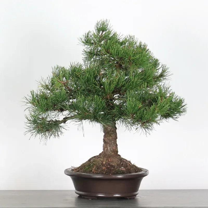 mugo pine bonsai – 30 years old (55 cm) mugo pine bonsai – 30 years old (55 cm)