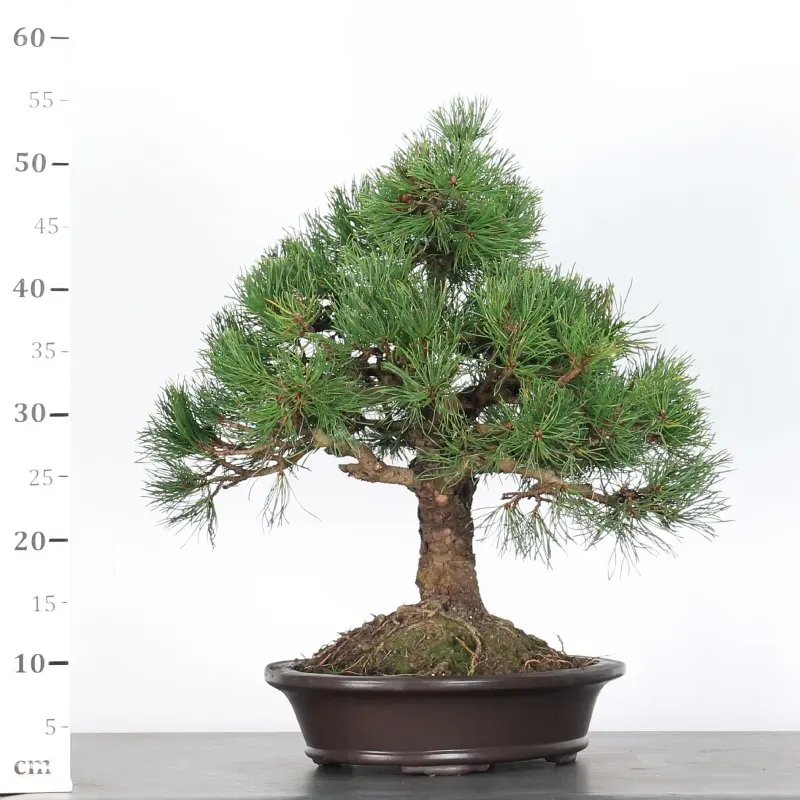 mugo pine bonsai – 30 years old (55 cm) mugo pine bonsai – 30 years old (55 cm)