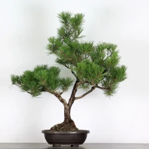scots pine bonsai – 15 years old (100 cm)