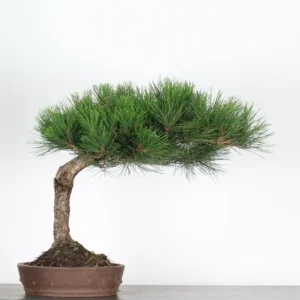 japanese black pine – 15 years old (60 cm)