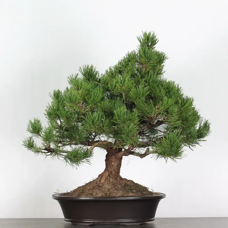 mugo pine bonsai – 30 years old (70 cm) mugo pine bonsai – 30 years old (70 cm)