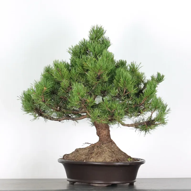mugo pine bonsai – 30 years old (70 cm) mugo pine bonsai – 30 years old (70 cm)
