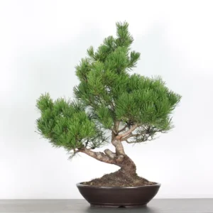 mugo pine bonsai – 30 years old (70 cm)