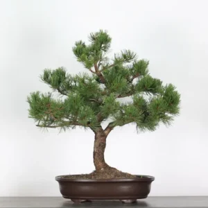 Home mugo pine bonsai – 30 years old (73 cm)