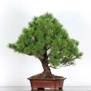 mugo pine bonsai – 30 years old (75 cm)