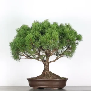 mugo pine bonsai – 30 years old (70 cm)