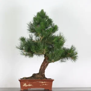 japanese black pine bonsai – 35 years old (95 cm)